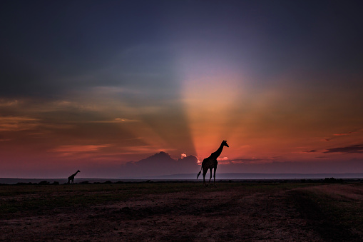 Silhouettes of giraffes in the wild at sunset. Copy space.