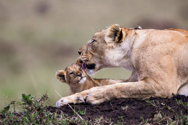 львица заботится о львенок в природе. - национальный заповедник масаи стоковые фото и изображения