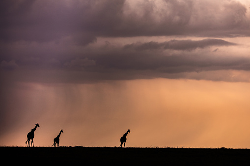 Silhouettes of group of giraffes walking in the wild at sunset. Copy space.