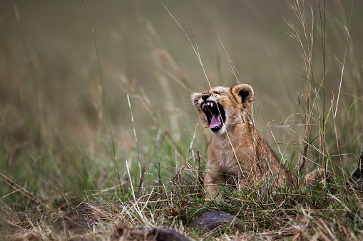 Cute lion cub's roar in the wild.