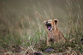 Roar of a lion cub in nature.