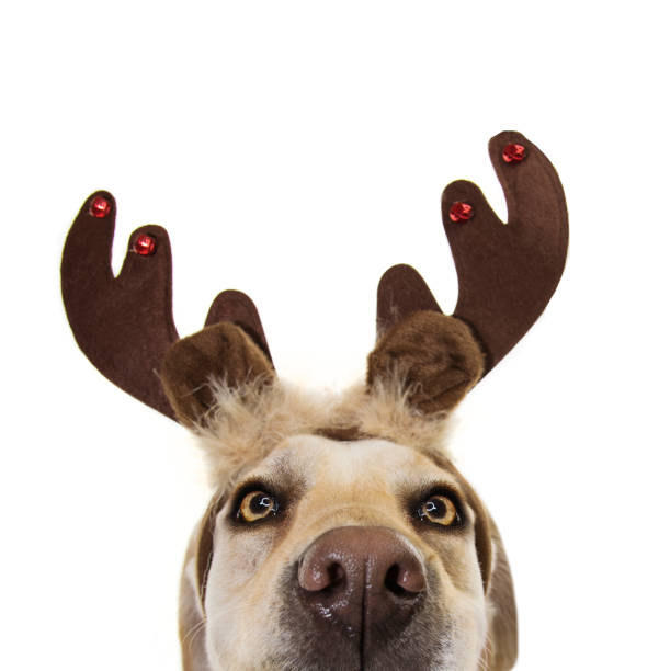 nahaufnahme verstecken hund haustier feiern weihnachten mit einem reder geweih diadem. isoliert auf weißem ausdruck - costume expressing positivity cheerful close up stock-fotos und bilder