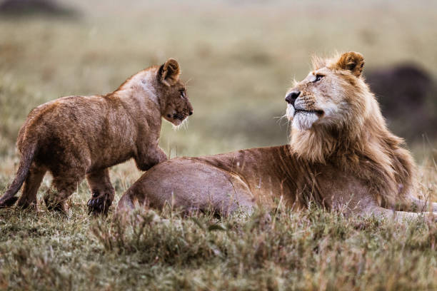 istock Cub with a lion in the wild. 1191622380