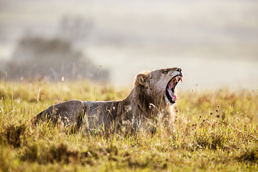 Lioness yawning in the wild. Copy space.