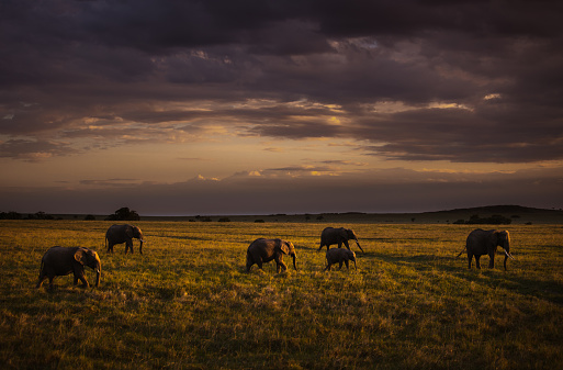 African elephants walking in the wild at sunset. Copy space.