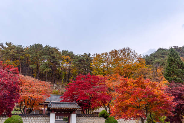 istock A beautiful maple scenery in south korea. 1191622487