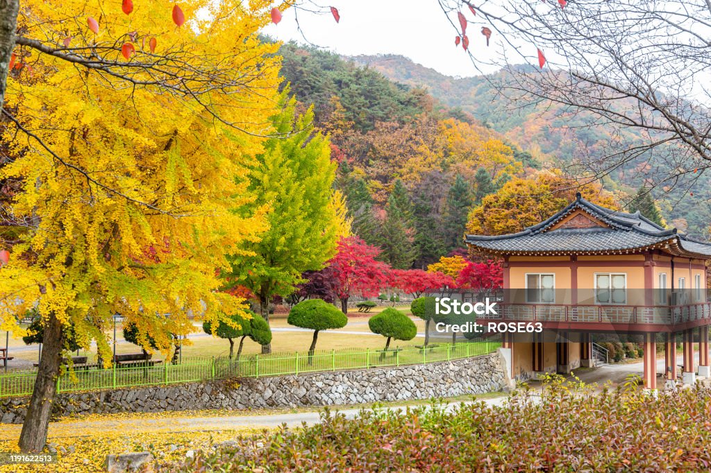 한국의 아름다운 단풍 나무 풍경 가을에 대한 스톡 사진 및 기타 이미지 - 가을, 가을 단풍, 경관 - Istock