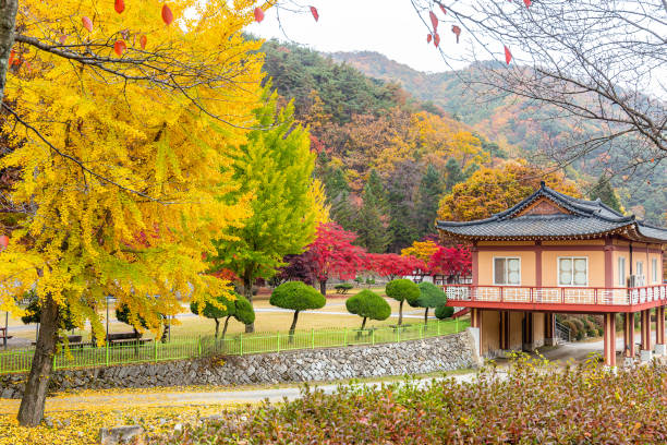 istock A beautiful maple scenery in south korea. 1191622513