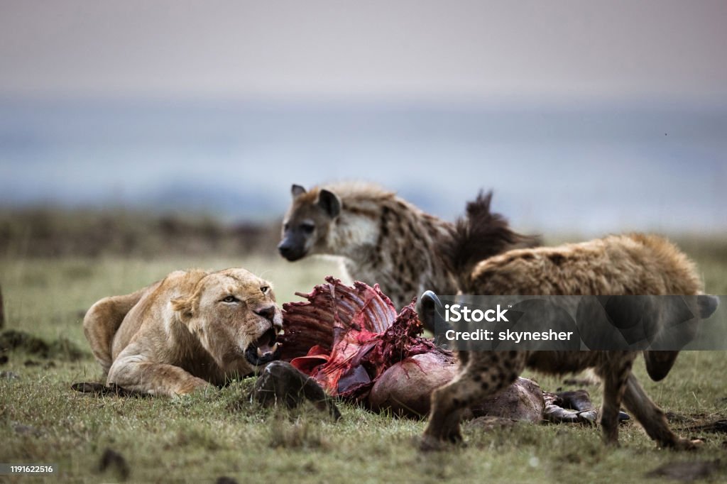 Lioness protecting her food from hyena. Angry lioness protecting her pray from hungry hyena. Copy space. Hyena Stock Photo