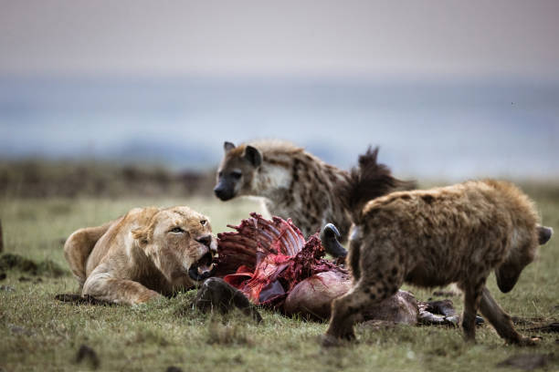 Lioness protecting her food from hyena. Angry lioness protecting her pray from hungry hyena. Copy space. hyena photos stock pictures, royalty-free photos & images