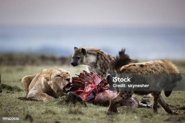 Lioness Protecting Her Food From Hyena Stock Photo - Download Image Now - Hyena, Lion - Feline, Eating