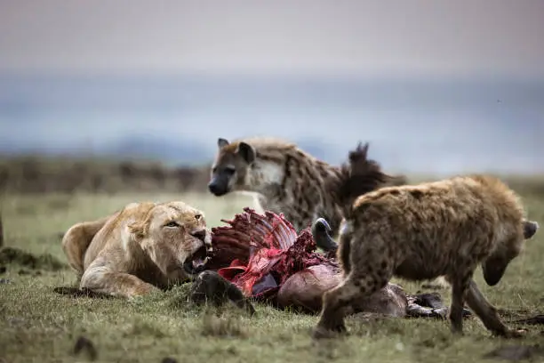 Angry lioness protecting her pray from hungry hyena. Copy space.
