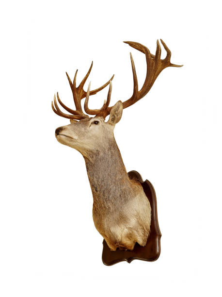 a cabeça dos cervos em uma placa de madeira isola em um fundo branco. taxidermia. troféu de caça. decoração da parede do caçador. - deer stag wall animal head - fotografias e filmes do acervo