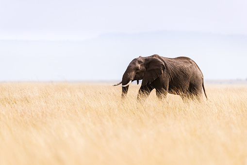 African elephant walking in Masai Mara national reserve. Copy space.