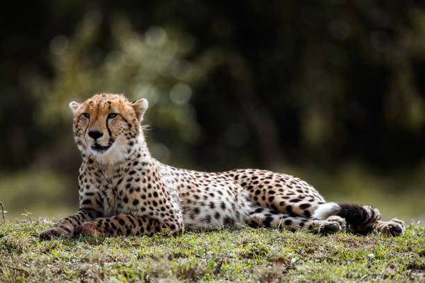istock Masai Mara cheetah relaxing in grass in the wild. 1191622769