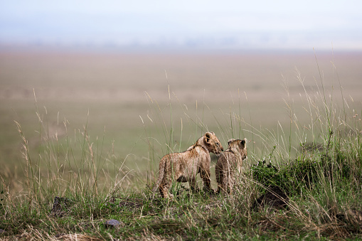 Rear view of two lion cubs walking in nature. Copy space.