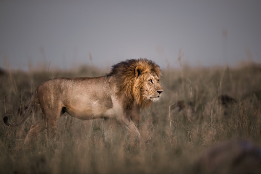 Male lion walking in Masai Mara national park. Copy space.