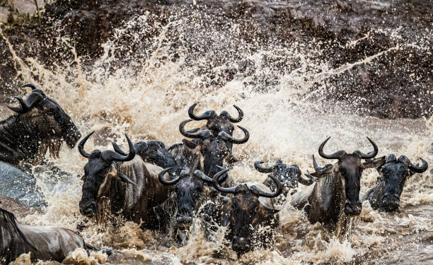 istock Herd of wildebeest migrating across Mara river. 1191623887