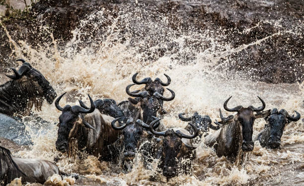 стадо гну, мигрирующих через реку мара. - национальный заповедник масаи стоковые фото и изображения