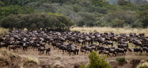 istock Panoramic view of wildebeest annual migration. 1191623988