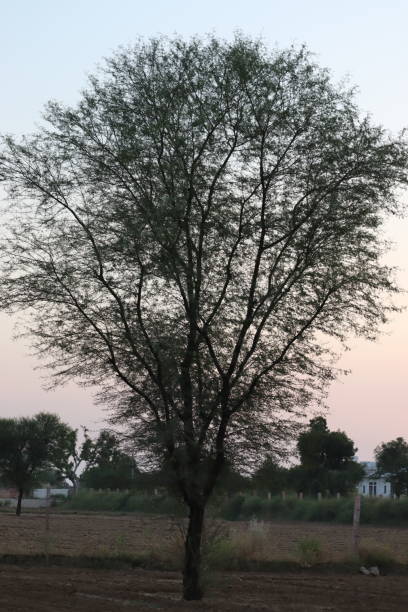 istock Lonely green oak tree in the field. 1191625337