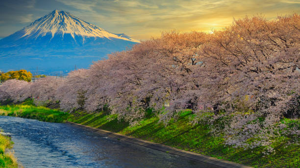 istock Mount Fuji and cherry blossoms in full bloom. 1191625447