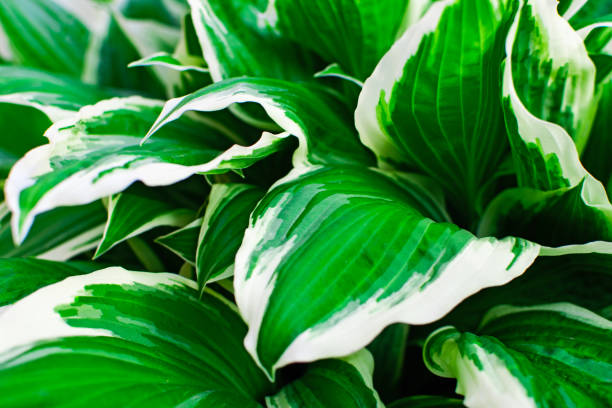 istock Green tropic leaves with white stripes close up. 1191627687