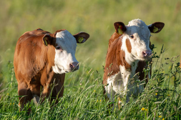 Close up of two young calf's standing in a lush green pasture stock photo