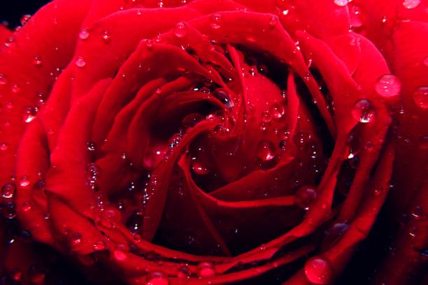 istock Red rose flower macrophotography. 1191629645