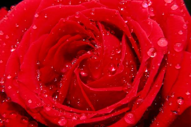 istock Beautiful close up red rose flower. 1191629729