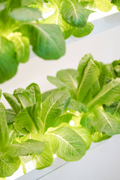 istock hydroponic vegetable. A soft focus on a green cos hydroponic vegetable. 1191630179