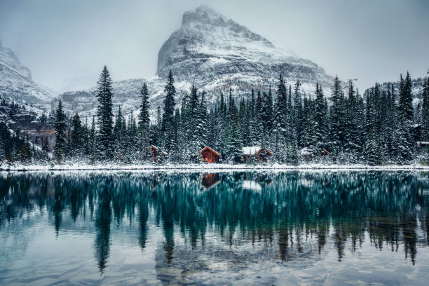 Wooden lodge in pine forest with heavy snow reflection on Lake O'hara at Yoho national park Wooden lodge in pine forest with heavy snow reflection on Lake O'hara at Yoho national park, Canada rocky mountains north america photos stock pictures, royalty-free photos & images