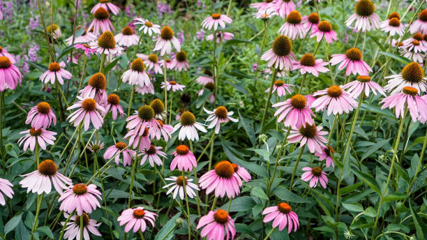 istock Pink Echinacea Purpurea Flower 1191631486