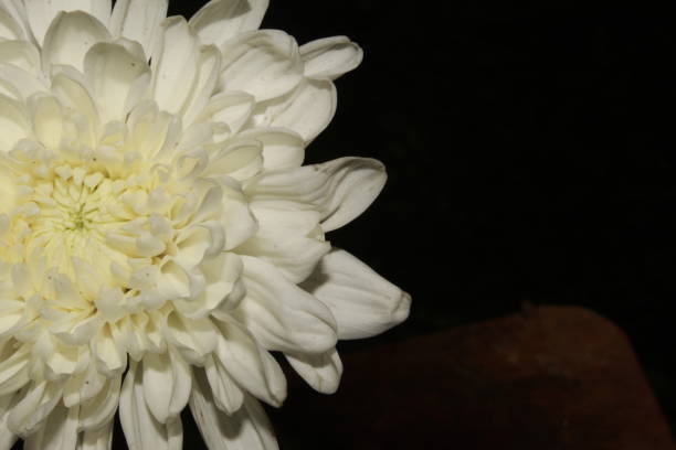 Close-up view of a white flower standing gracefully surrounded by lush greenery, signifying peace and harmony, ideal for natural or gardening-themed visual content.