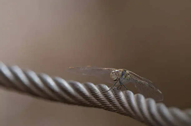 Photo of Red-veined darter.