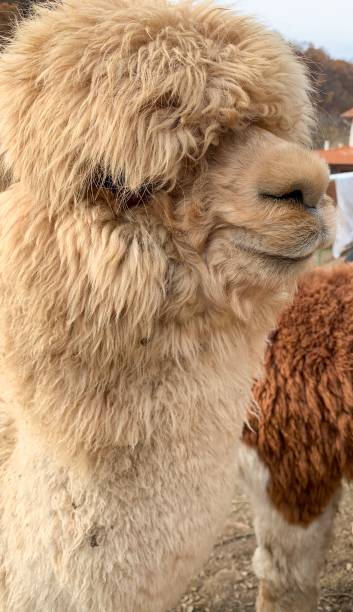 istock Close up of a cute alpaca 1191633306