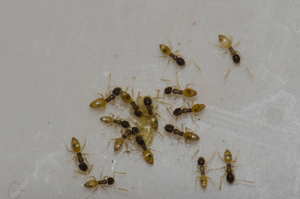 Ghost ants (Tapinoma melanocephalum) feeding on food scraps. stock photo