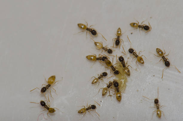 istock Ghost ants (Tapinoma melanocephalum) feeding on food scraps. 1191633817