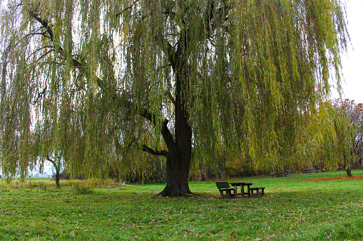 Wooden benches and a wooden table under a weeping willow for picknick