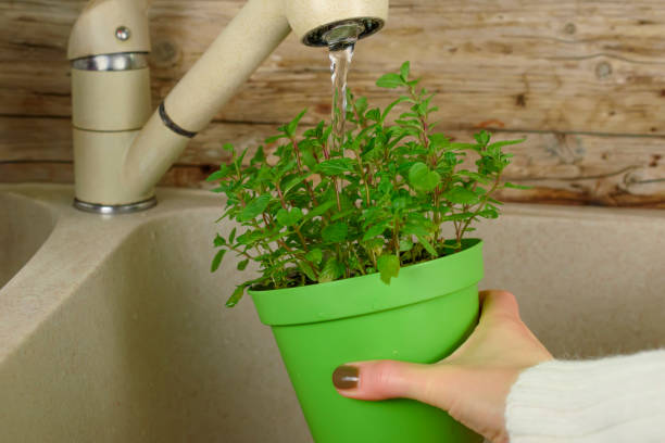 watering mint pot plants in the kitchen sink pouring