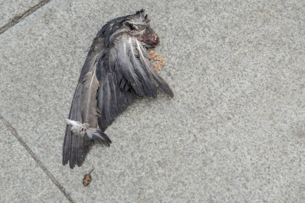 ala de paloma rasgada que se encuentra en las losas de pavimentaci�ón en la ciudad - accident animal bird animal body fotografías e imágenes de stock