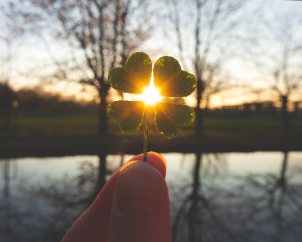 Lucky charm magic four-leaf clover sunset sunlight good luck charm photos stock pictures, royalty-free photos & images