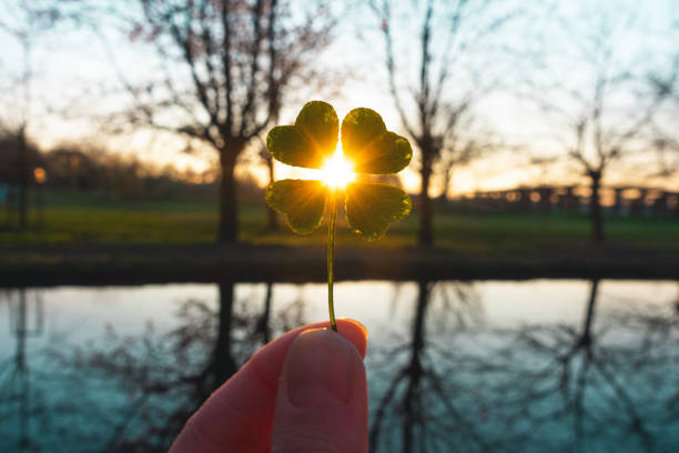 amuleto de la suerte trébol mágico de cuatro hojas - st patricks day clover four leaf clover irish culture fotografías e imágenes de stock