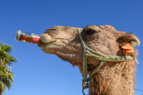 Sousse, Tunisia -  8 November 2019: camel drinking a coke at Sousse in Tunisia