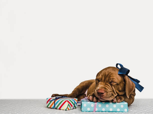 istock Young, charming puppy and a festive box 1191635983