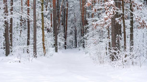 istock Forest in snowy winter. 1191636336