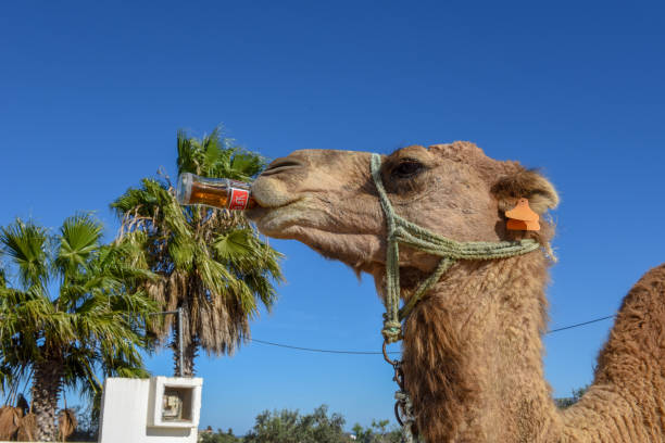 튀니지의 수스에서 콜라를 마시는 낙타 스톡 사진