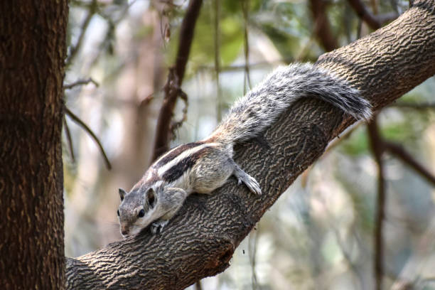 In This Picture An Indian Squirrel Is Seen On A Tree Trunk Stock Photo -  Download Image Now - iStock