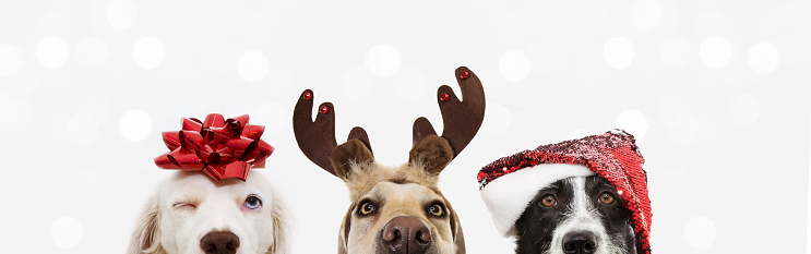 Funny Santa reindeer headband horns isolated on white background (with clipping path)