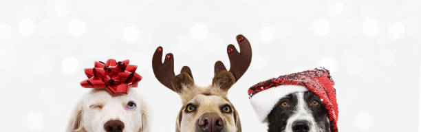 banner close-up hide three dogs pet celebrating christmas wearing a reindeer antlers diadem, santa hat and red ribbon. Isolated on white or gray background. banner close-up hide three dogs pet celebrating christmas wearing a reindeer antlers diadem, santa hat and red ribbon. Isolated on white or gray background. antler photos stock pictures, royalty-free photos & images